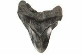 Fossil Megalodon Tooth - Monster Meg Tooth #78181-2